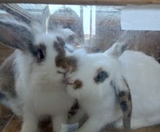 rabbit