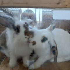 rabbit