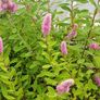 plants Image 6