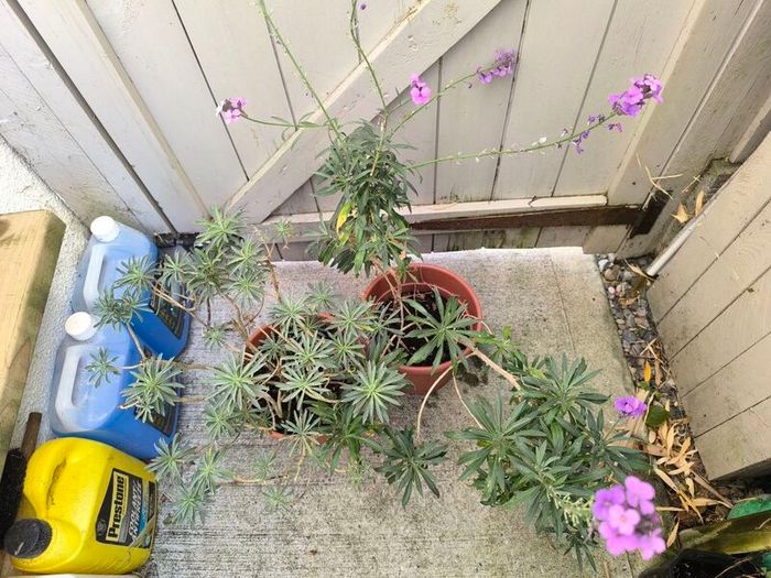 garden plants
