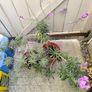 garden plants Image 3
