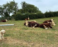 Hereford bulls