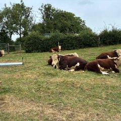 Hereford bulls