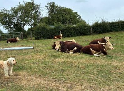 Hereford bulls