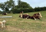 Hereford bulls