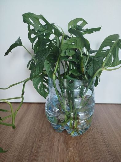 Monsters Adansonii plant