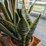 Snake Plat - 4 in one pot Image 4