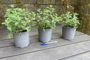 Catmint - Nepeta Walkers Low