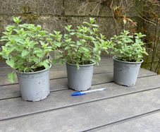 Catmint - Nepeta Walkers Low