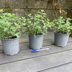 Catmint - Nepeta Walkers Low