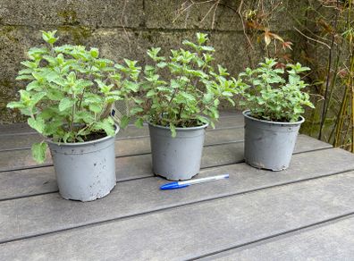Catmint - Nepeta Walkers Low