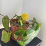 Philodendron Gigantium Plant Image 2