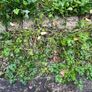 Gardening work Image 6