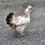 Hens Image 4