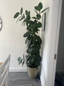 ficus