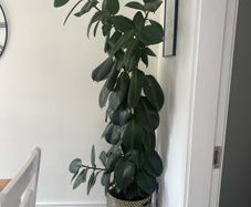 ficus