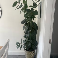 ficus