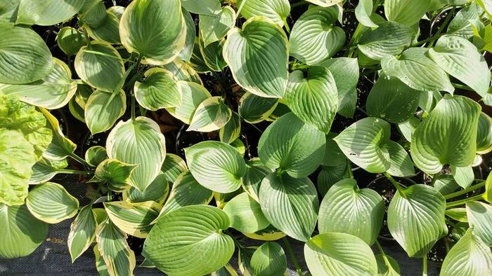 Plant Sale