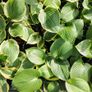 Plant Sale Image 6