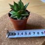 Succulent Echeveria Lipstick indoor and outdoor plant Image 2