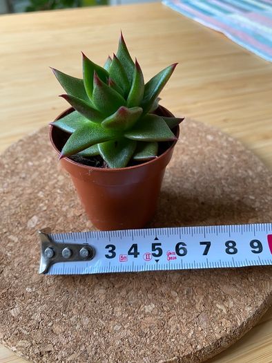 Succulent Echeveria Lipstick indoor and outdoor plant
