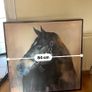 horse canvas picture Image 2