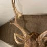Fallow buck deer stag shoulder mount taxidermy 3 Image 5