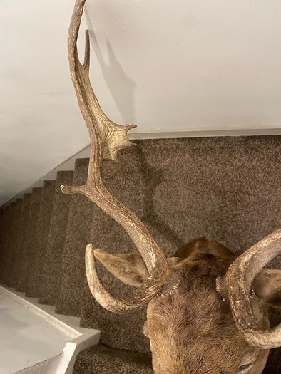 Fallow buck deer stag shoulder mount taxidermy 3