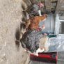 Hens and Roosters Image 7