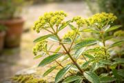 Euphorbia Mellifera Honey Spurge