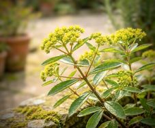 Euphorbia Mellifera Honey Spurge