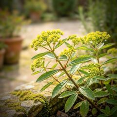 Euphorbia Mellifera Honey Spurge