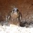 Tiercel Dave