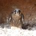 Tiercel Dave