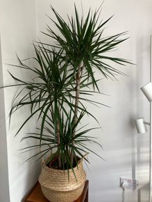 Healthy plant