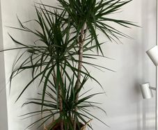 Healthy plant