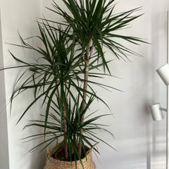 Healthy plant