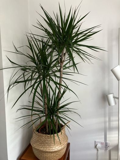 Healthy plant