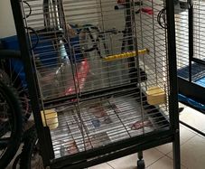 Bird Cage