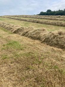 Hay