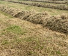 Hay