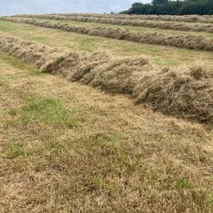 Hay