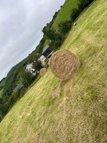 Round bales hay