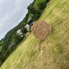 Round bales hay