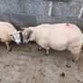 Purebred Beltex ram lamb Image 2