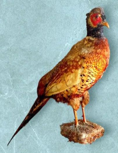 Vintage Taxidermy Pheasant Mount