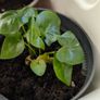 House plants in nursery pots Image 3