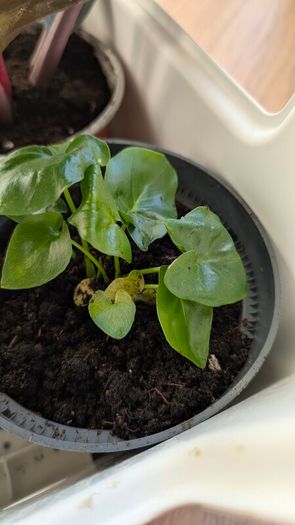 House plants in nursery pots