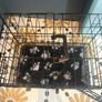 Small puppy crate with cover Image 3