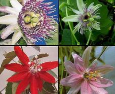 seeds